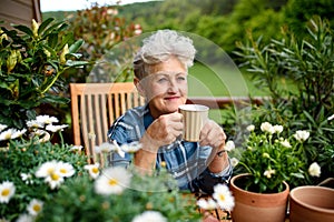 Senior woman gardening on balcony in summer, drinking coffee.