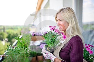 Senior woman gardening on balcony in summer, holding potted plant.