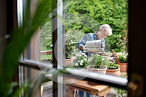 Senior woman gardening on balcony in summer, shot through glass.