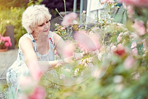 Senior woman gardening cutting her roses