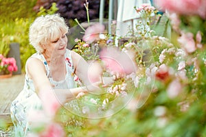 Senior woman gardening cutting her roses