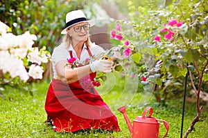Senior woman gardening. Garden plants, flowers