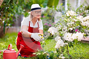 Senior woman gardening. Garden plants, flowers