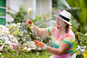 Senior woman gardening. Garden plants, flowers