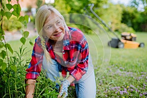 Senior woman gardening in summer, ctaking care of herbs, garden work concept.