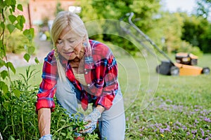 Senior woman gardening in summer, ctaking care of herbs, garden work concept.