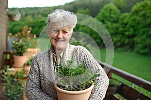 Senior woman gardening in summer, holding potted herb plant.