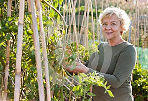 Senior woman gardening in tomato plantation