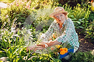 Senior woman gathering flowers in garden. Elderly retired woman cutting flowers with pruner