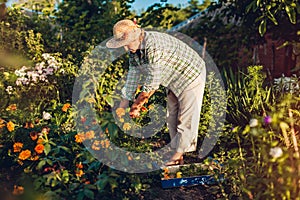 Senior woman gathering flowers in garden. Middle-aged woman cutting flowers off using pruner. Gardening concept