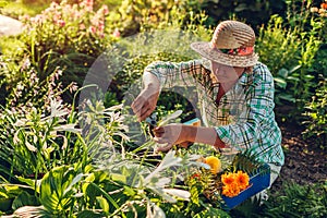 Senior woman gathering flowers in garden. Middle-aged woman cutting flowers off using pruner. Gardening concept