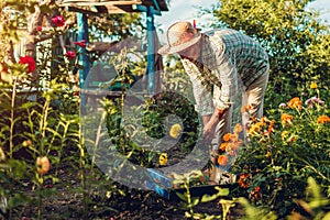 Senior woman gathering flowers in garden. Middle-aged woman cutting flowers off using pruner. Gardening concept