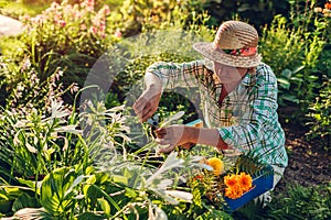 Senior woman gathering flowers in garden. Middle-aged woman cutting flowers off using pruner. Gardening concept photo