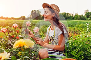 Senior woman gathering flowers in garden. Middle-aged woman smelling and admiring roses. Gardening concept