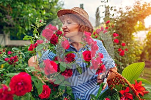 Senior woman gathering flowers in garden. Middle-aged woman smelling and cutting roses off. Gardening concept