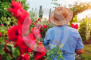 Senior woman gathering flowers in garden. Middle-aged woman smelling pink roses. Gardening concept