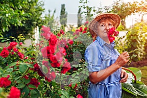 Senior woman gathering flowers in garden. Middle-aged woman smelling pink roses. Gardening concept