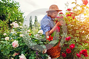 Senior woman gathering flowers in garden. Middle-aged woman smelling roses. Gardening concept