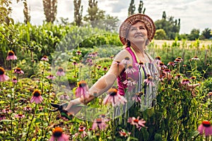 Senior woman gathering flowers in garden. Middle-aged woman walking by Echinacea or coneflower. Gardening concept