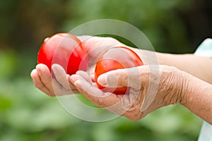 Senior woman hand holding fresh organic tomatoes from biological farm