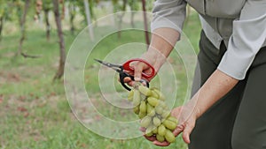 Senior woman hands farmer holding bunch of green grapes harvesting from grapevine in organic vineyard and putting down into rattan