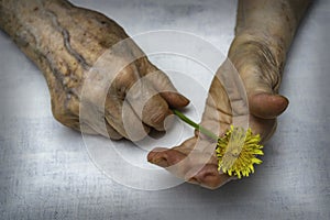 Senior woman hands and flower