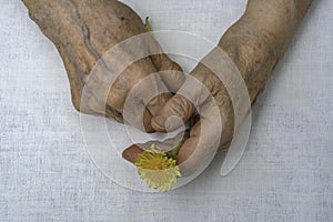 Senior woman hands and flower