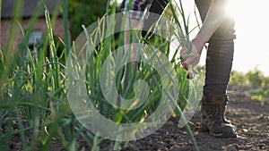 Senior woman hands gathering green onion sprouts