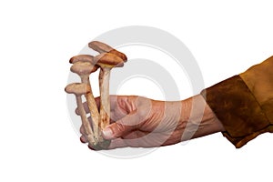 Senior woman hands holding mushrooms,hands of a senior man holding mushrooms on a white background