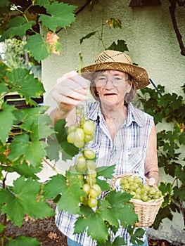 Senior woman harvesting grapes in her garden