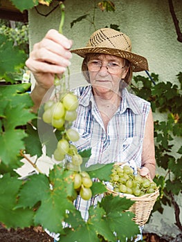 Senior woman harvesting grapes in her garden