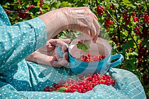 Senior woman in her garden and homegrown redcurrants