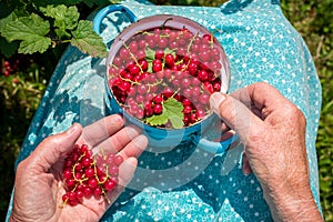 Senior woman in her garden and homegrown redcurrants photo