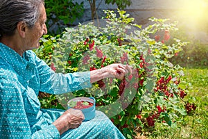 Senior woman in her garden picking homegrown redcurrants