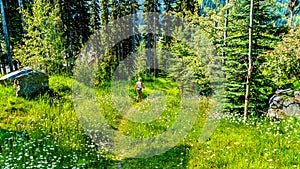 A senior woman on a hike near the alpine village of Sun Peaks in BC, Canada