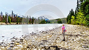 Senior woman hiker on the shore of the Athabasca River at the meeting of the rivers with the Whirlpool River in Jasper NP