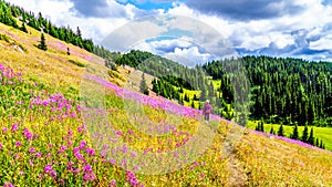 Senior woman on a hiking trail in alpine meadows covered in pink Fireweed flowers