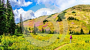 Senior woman on a hiking trail in alpine meadows covered in pink Fireweed flowers