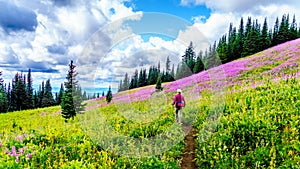 Senior woman on a hiking trail in alpine meadows covered in pink Fireweed flowers