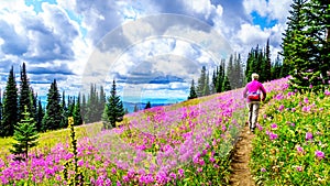 Senior woman on a hiking trail in alpine meadows covered in pink Fireweed flowers