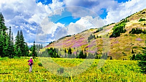 Senior woman on a hiking trail in alpine meadows at the foot of Tod Mountain