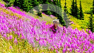 Senior woman on a hiking trail surrounded by pink Fireweed flowers