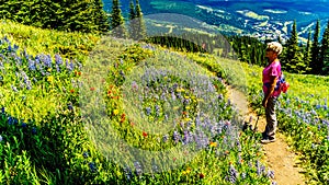 Senior woman hiking among the Wildflowers in the high alpine