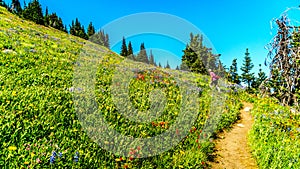 Senior woman hiking among the Wildflowers in the high alpine