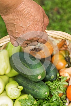 Senior woman holding a basket with vegetables