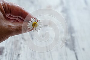 Senior woman is holding a daisy flower