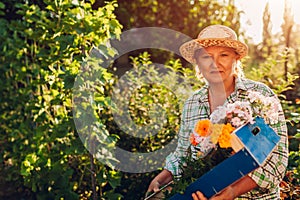 Senior woman holding gathered flowers in box in garden. Elderly retired woman enjoying hobby outdoors