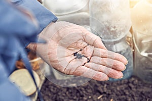 Senior woman holds basil seeds on wrinkled palm above soil