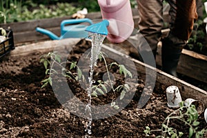 senior woman irrigate water from a watering can into the soil in the garden bed for planting seedlings of organic tomato plant spr
