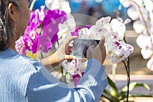 Senior woman joyful with take a picture orchids bunch